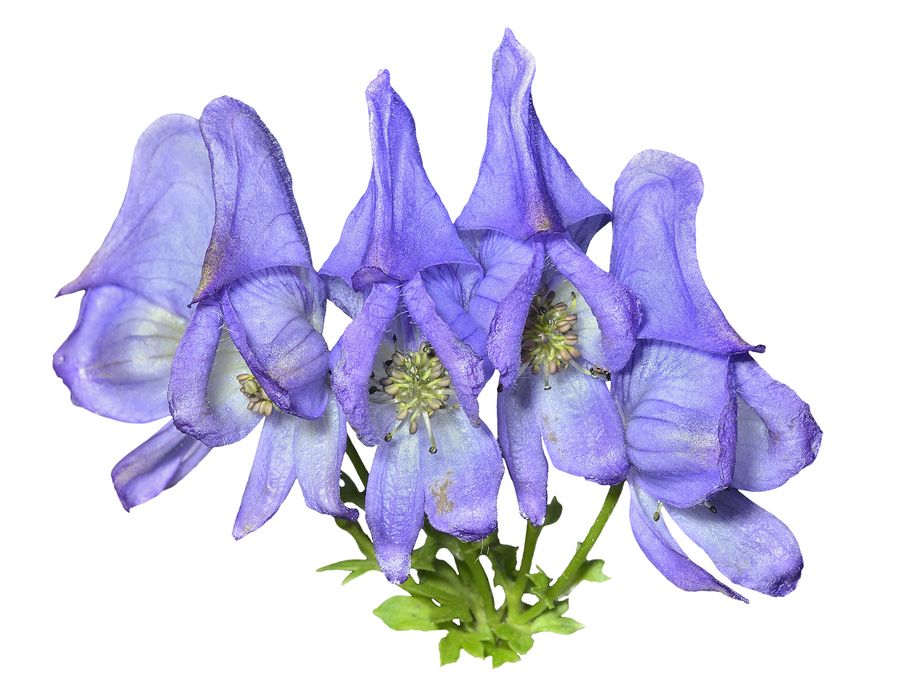 Blue Flowers (aconitum Taigicola)