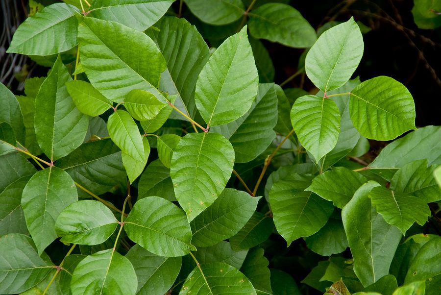 Rhus toxicodendron (Rhus-t.)