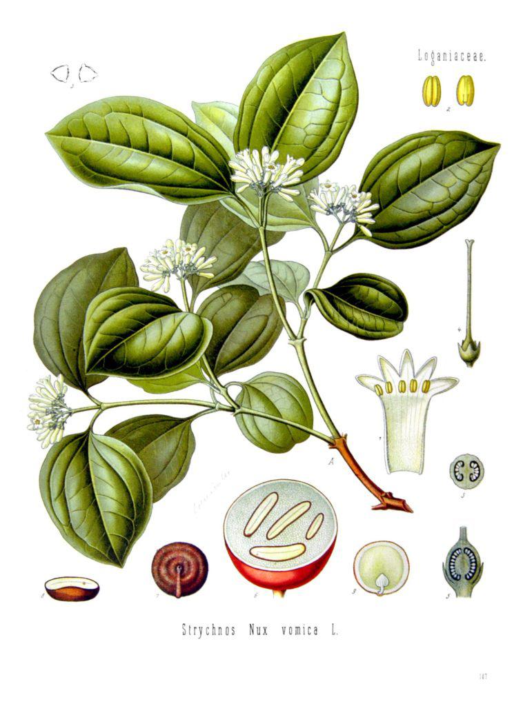 Nux vomica (Nux.)