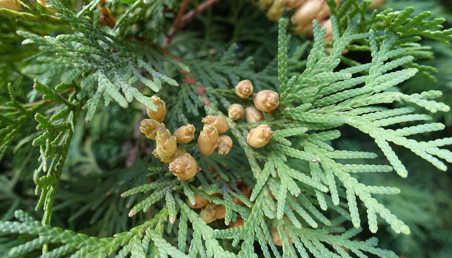 Thuja occidentalis (Thuj.)