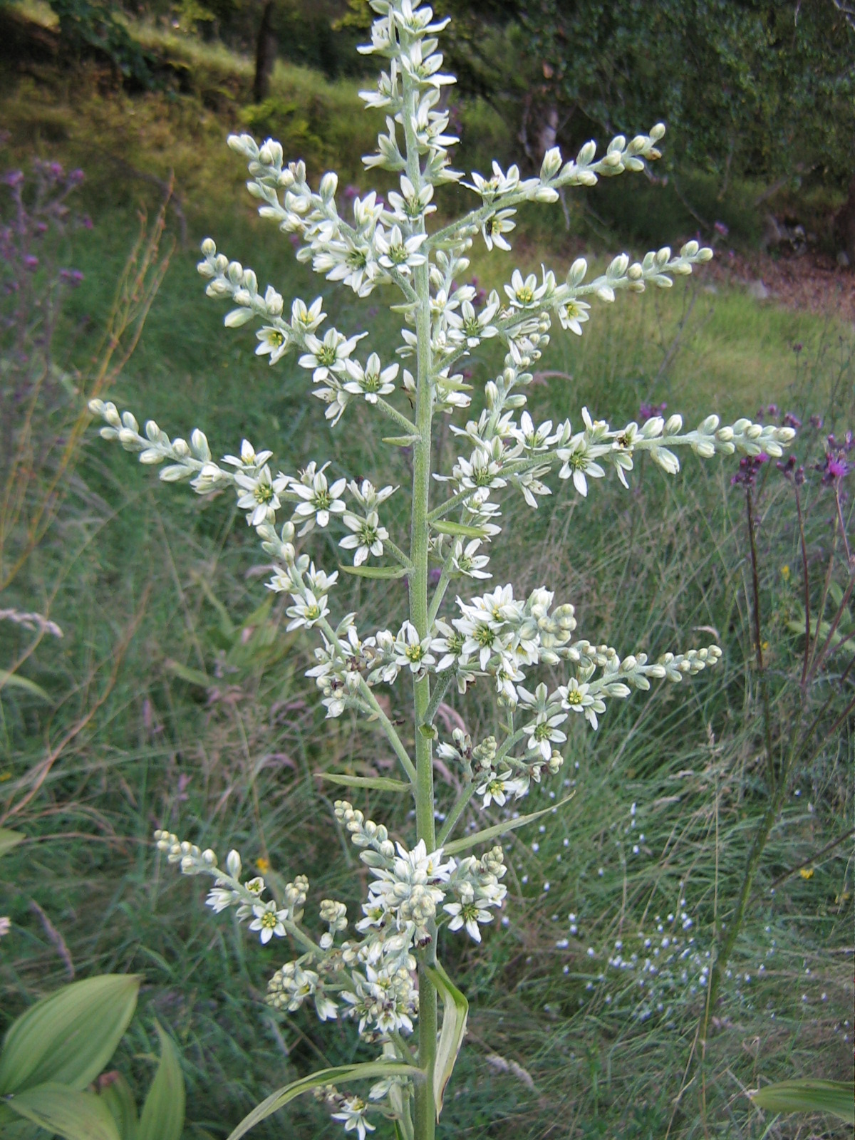 Veratrum album (Verat.)